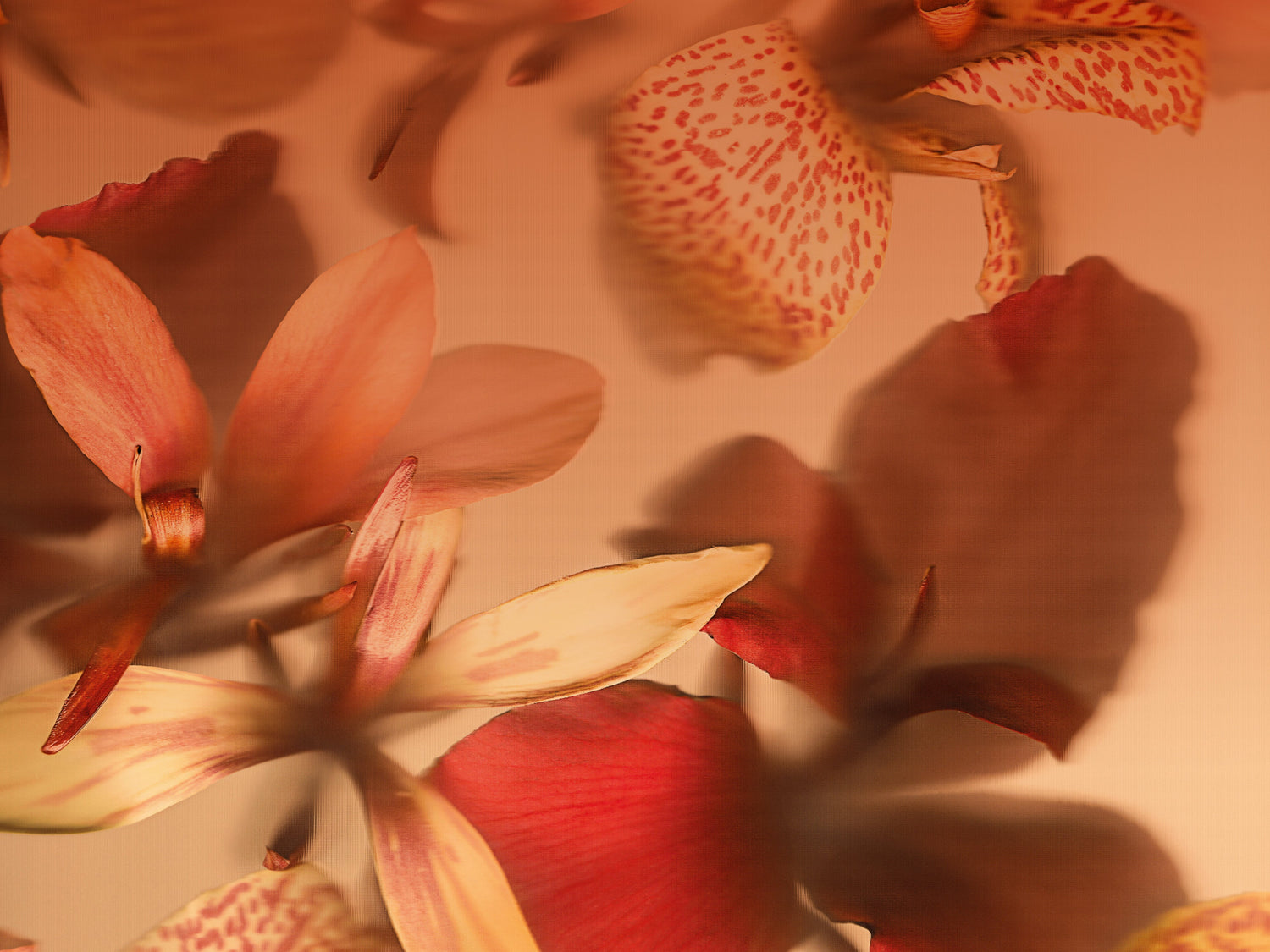 Antipodes Brightening Skincare