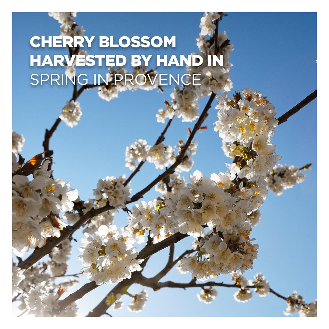 L'Occitane Cherry Blossom Stocking Filler