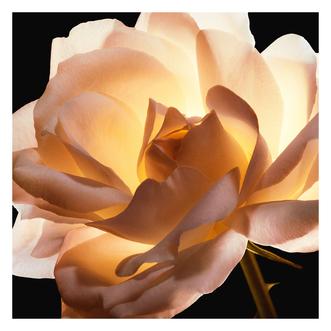 DIOR Prestige La Crème Fine Refill