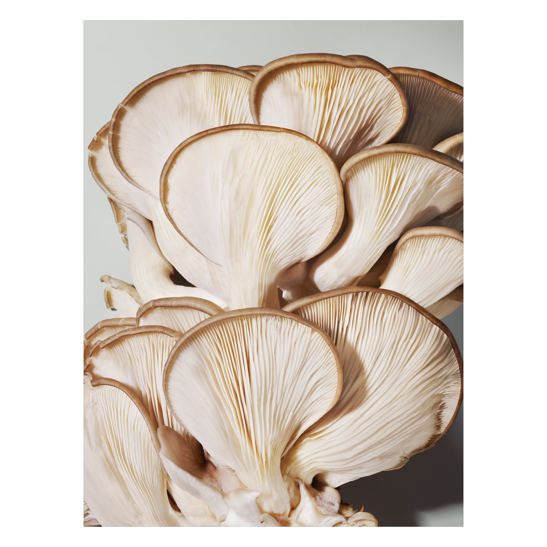 Origins Mega-Mushroom Relief & Resilience Soothing Treatment Lotion