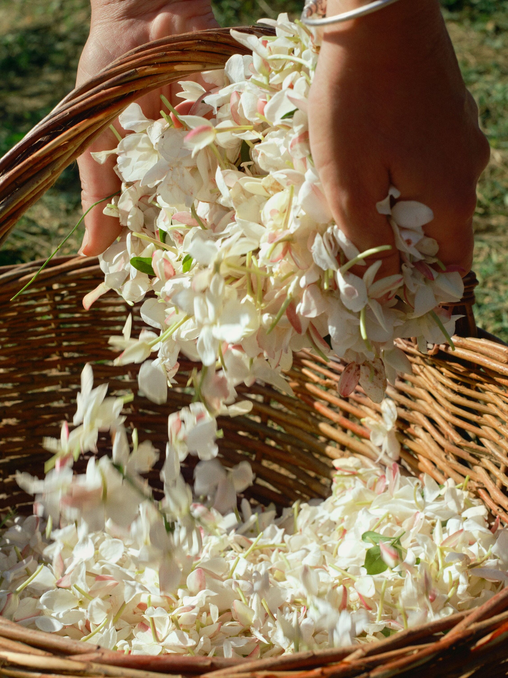 Acqua di Parma Gelsomino a Freddo Eau de Parfum