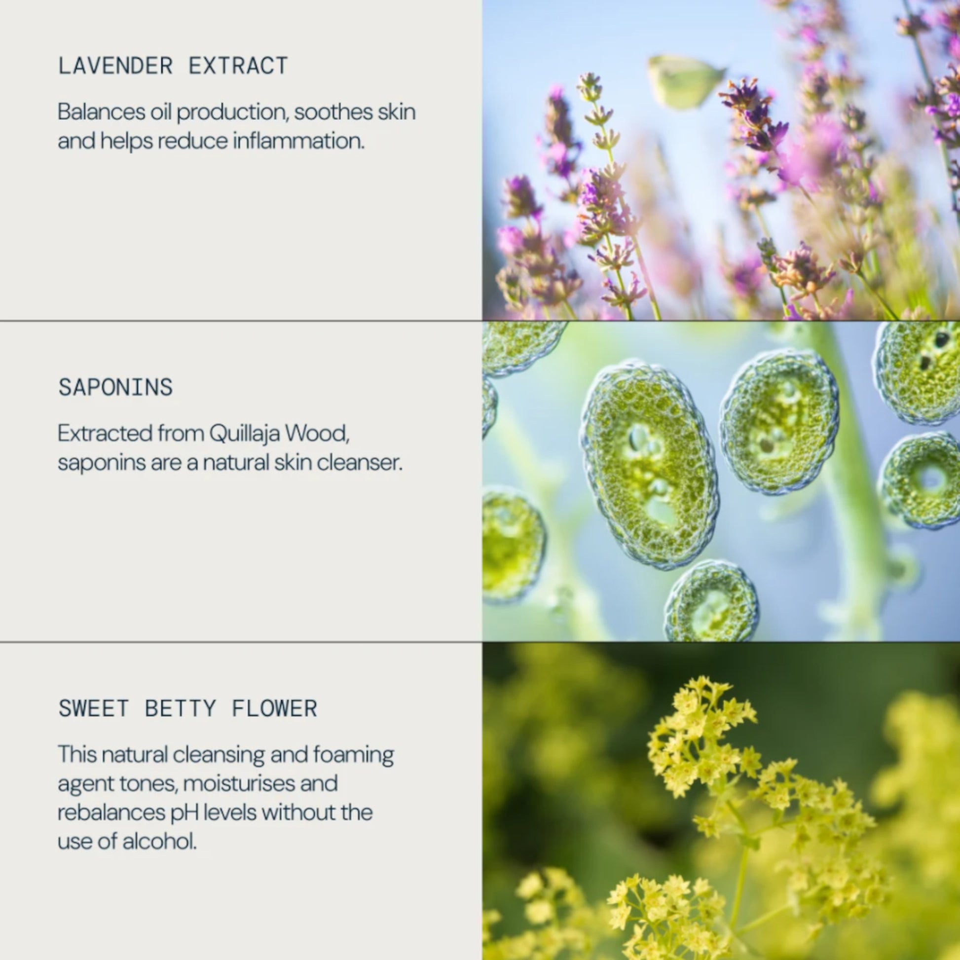 Elemis Balancing Lavender Toner