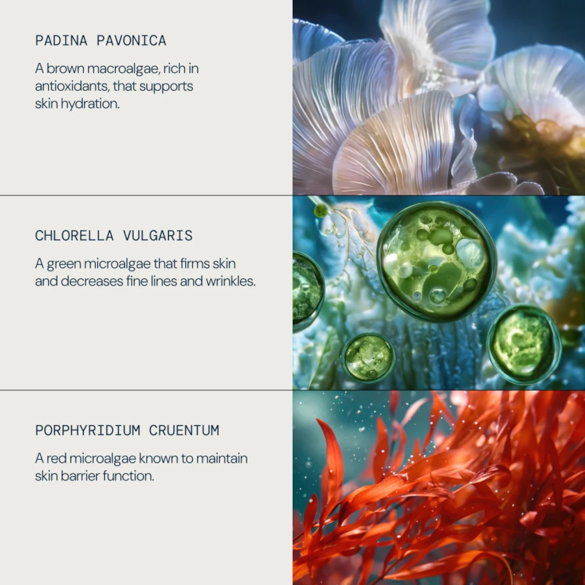 Elemis Pro-Collagen Marine Cream