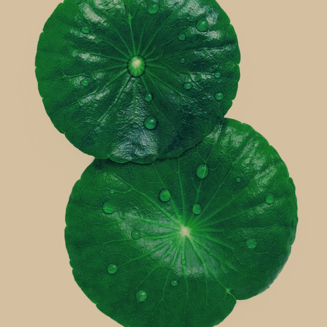 Lazartigue Cica-Calm Shampoo